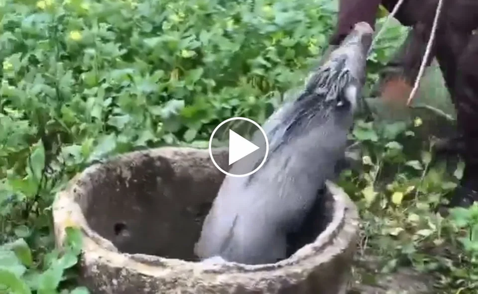 [Vidéo] Un sanglier sauvé par des chasseurs