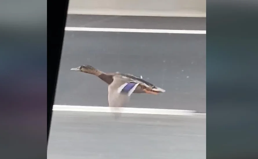[Vidéo] Un canard suit un véhicule sur l’autoroute