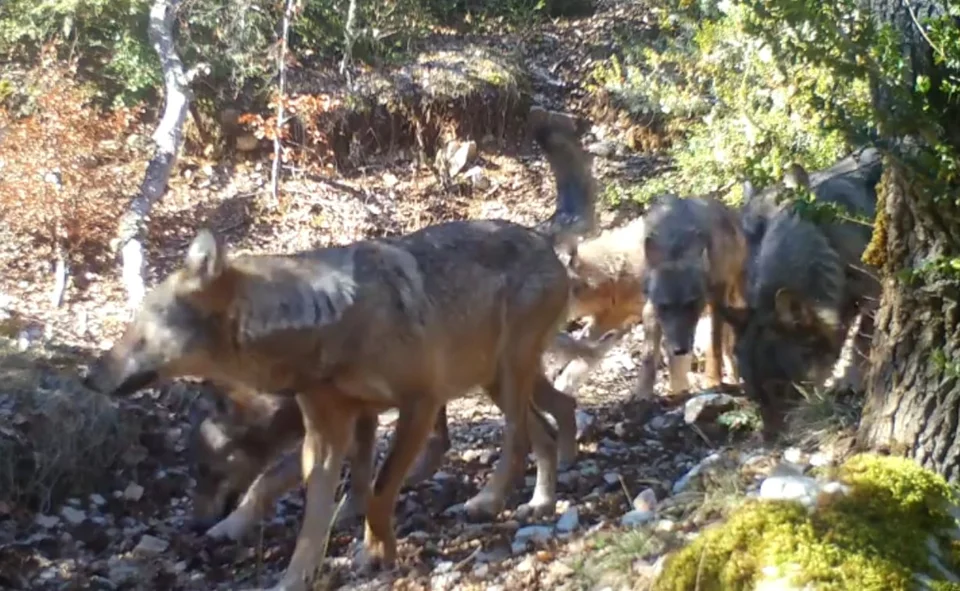 [Vidéo] Une meute de loup filmée en plein jour dans la Drôme