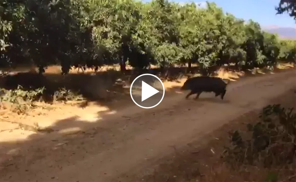 [Vidéo] Un quintuplé de sangliers ?