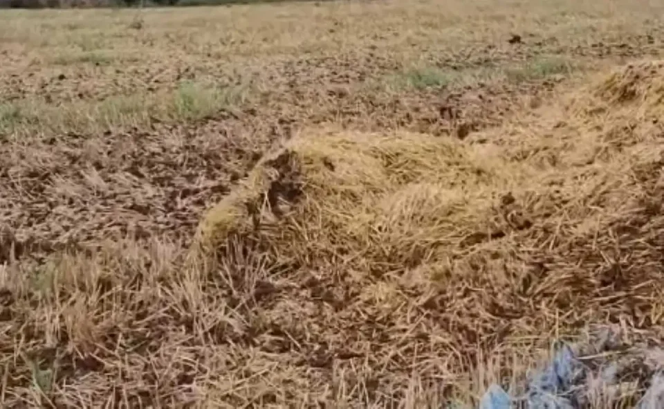 [Vidéo] Un sanglier très bien caché !