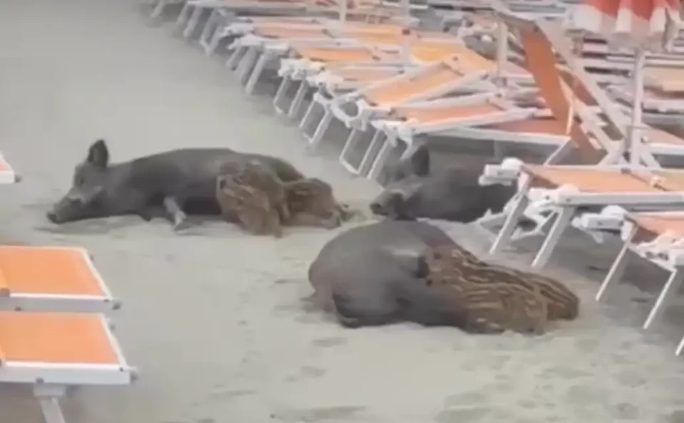 [Vidéo] Des sangliers allaitent leurs marcassins sur la plage