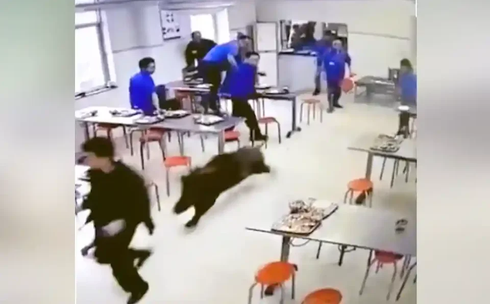 [Vidéo] Compilation : top des sangliers les plus enragés du web