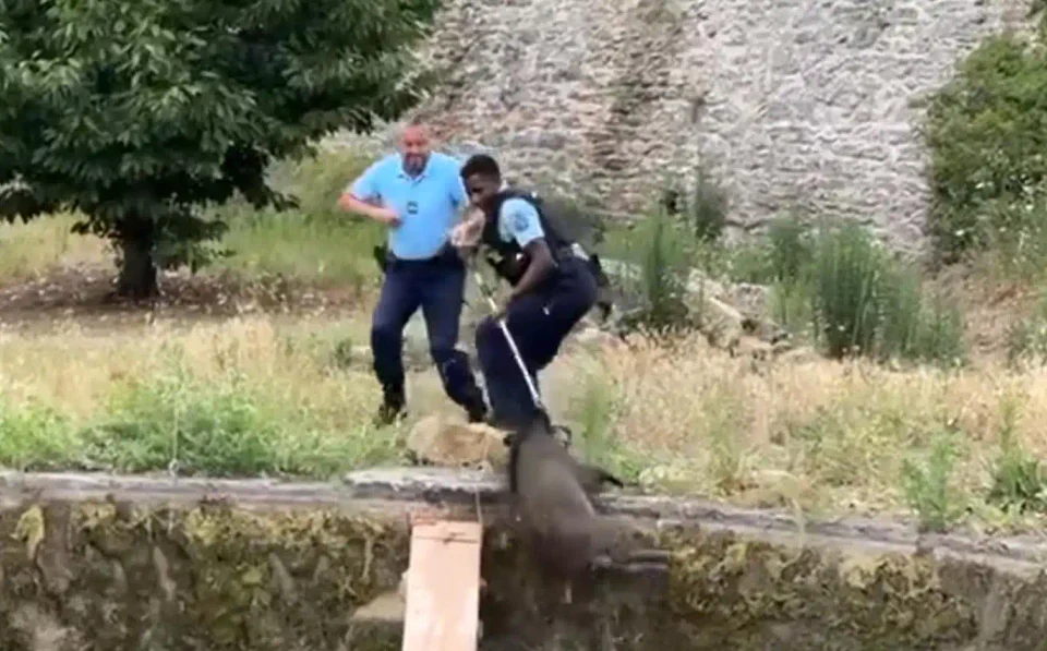[Vidéo] Des gendarmes sauvent des sangliers de la noyade