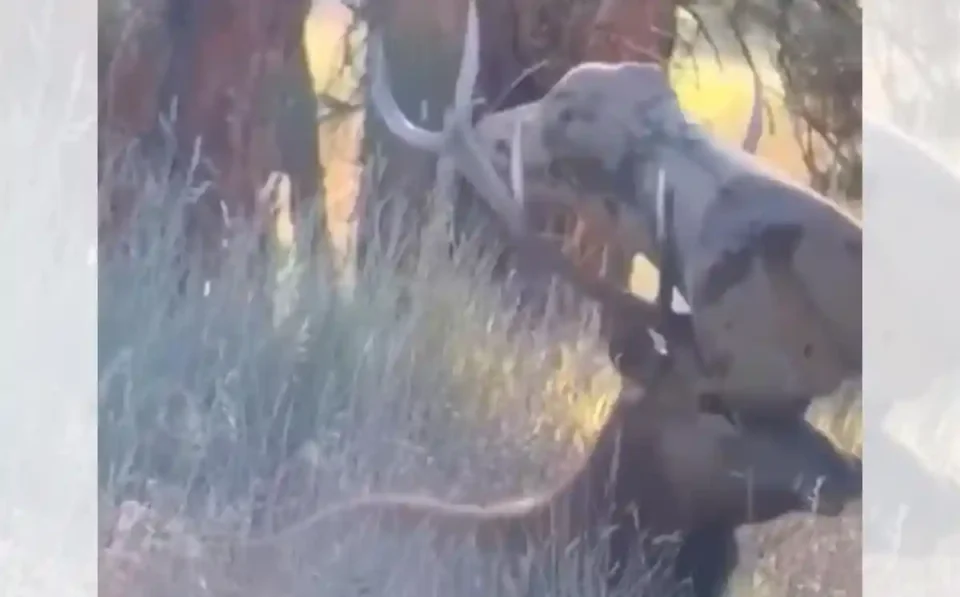 [Vidéo]  Un cerf avec une vache coincée entre les bois