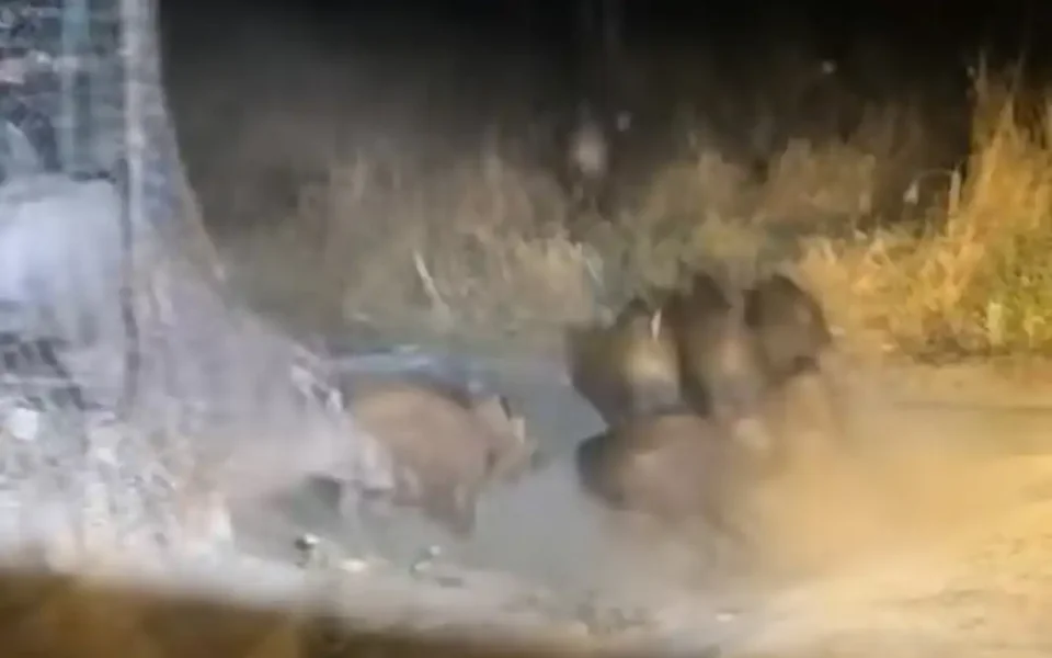 [Vidéo] Une compagnie de sangliers s’échappe sous un grillage
