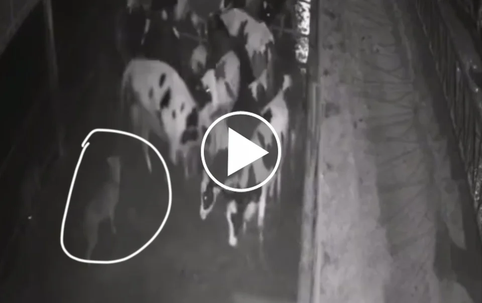 [Vidéo] Attaque de loups dans une étable
