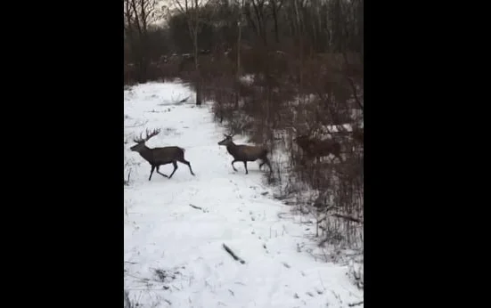 Vidéo : une magnifique harde de cerfs coiffés
