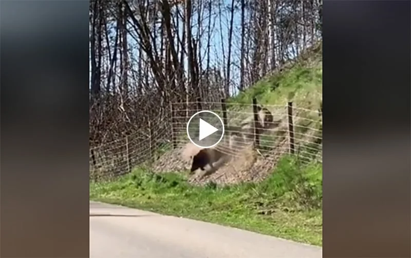 [Vidéo] Rien n’arrête des sangliers !