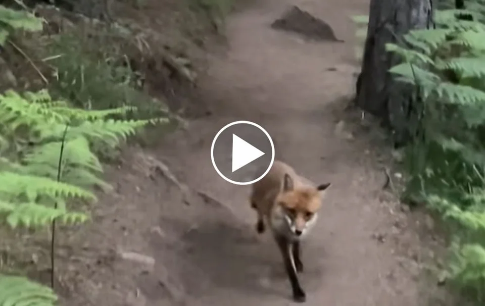 [Vidéo] Un renard accompagne un joggeur pendant son footing en Corse