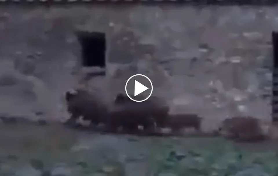 [Vidéo] Quand des sangliers entrent dans un bâtiment par la fenêtre