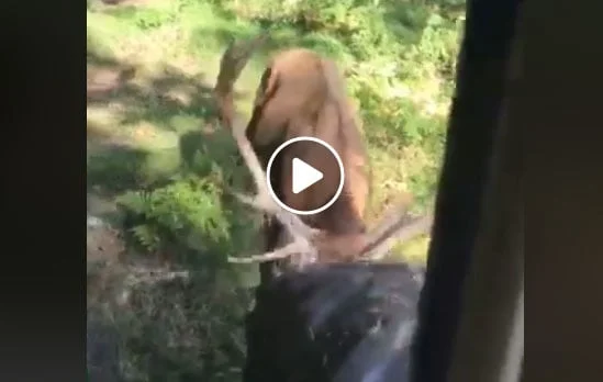 Vidéo : un cerf s’attaque à un tracteur