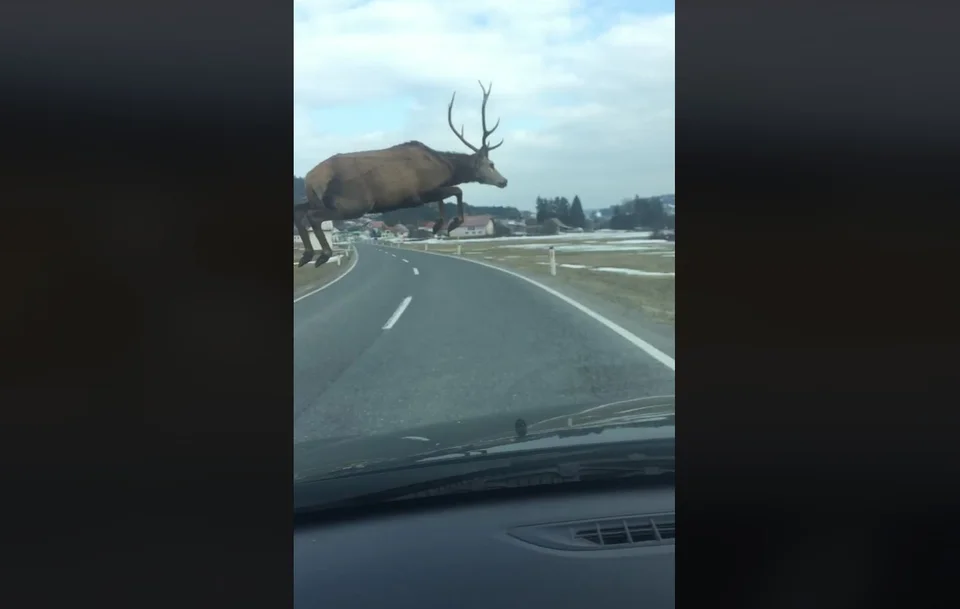 Vidéo : un cerf saute par dessus une voiture