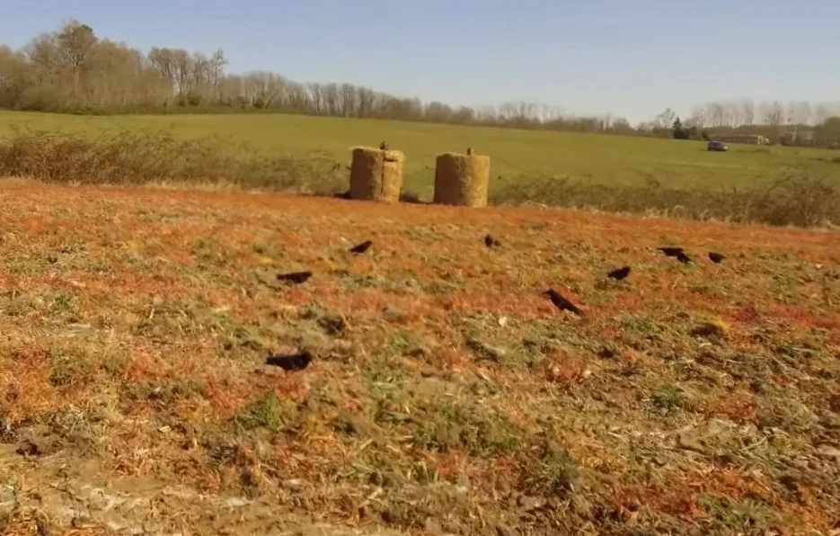 Vidéo : très belle vidéo de chasse aux corvidés