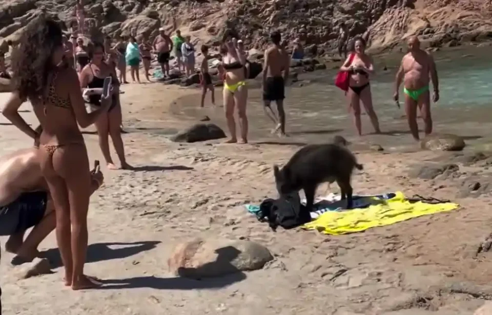 [Vidéo] Un sanglier s’invite sur une plage remplie de touristes