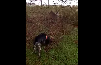 Vidéo : insolite, chien de chasse à donner !