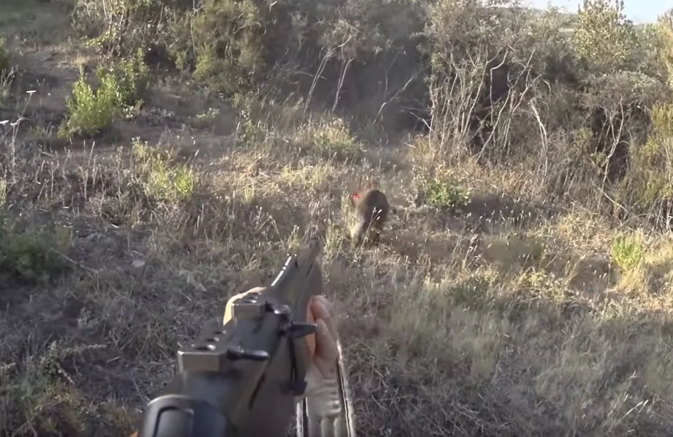 Vidéo : battue de sangliers en Corse