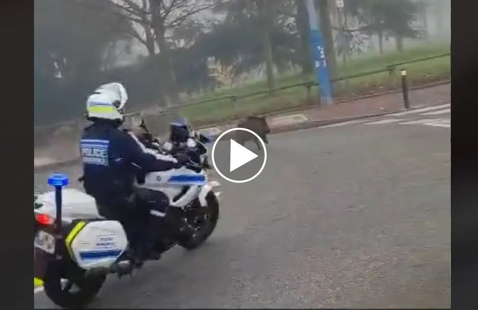 [Vidéo] Course poursuite entre les motards de la police et un sanglier