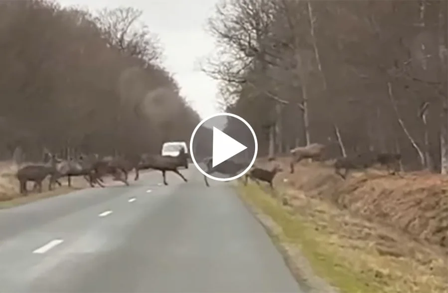 [Vidéo] Une immense harde de cervidés traverse une route en Normandie