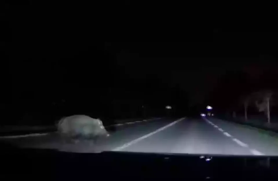 [Vidéo] Il percute un énorme sanglier en voiture (dashcam)