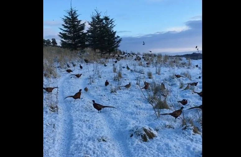 [Vidéo] Des faisans par milliers