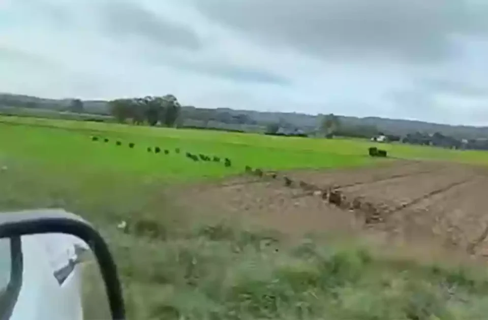 [Vidéo] 36 sangliers lui coupent la route