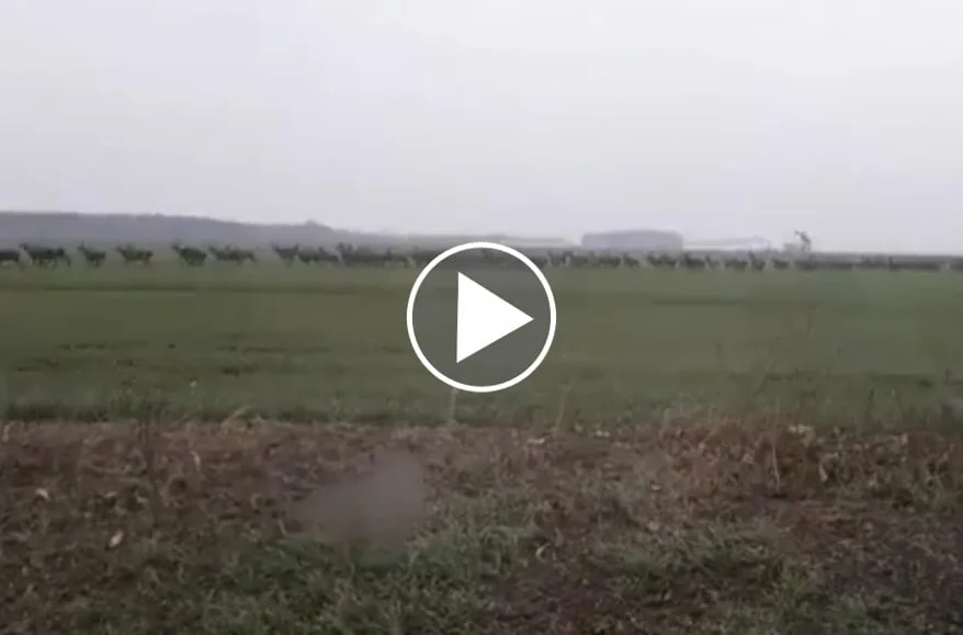 Vidéo : des cervidés comme s’il en pleuvait
