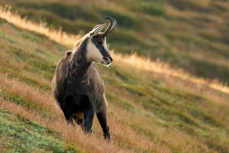 [Vidéo] Le retour du chamois en Corrèze