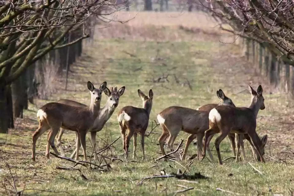 chevreuils