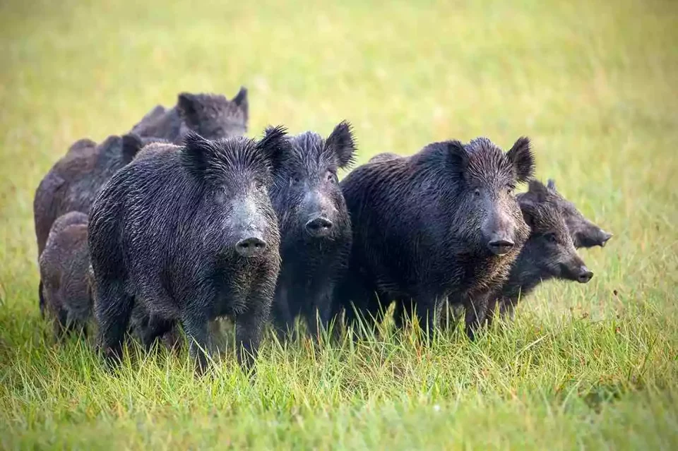Une compagnie de sangliers dans un jardin près de Millau