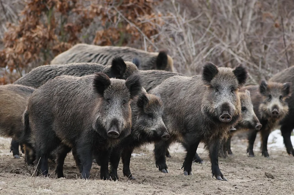 Vidéo : une compagnie de sangliers entière au ferme
