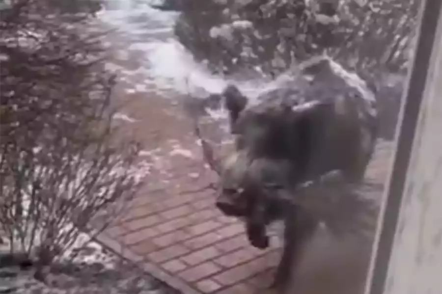 [Vidéo] Une laie fait son chaudron au pied d’un immeuble