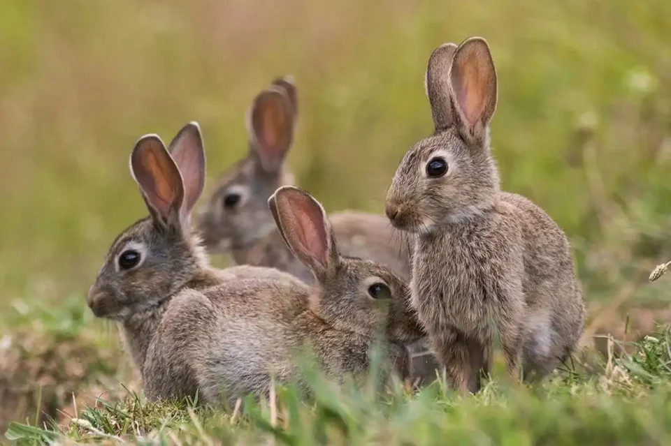 Lapins de garenne