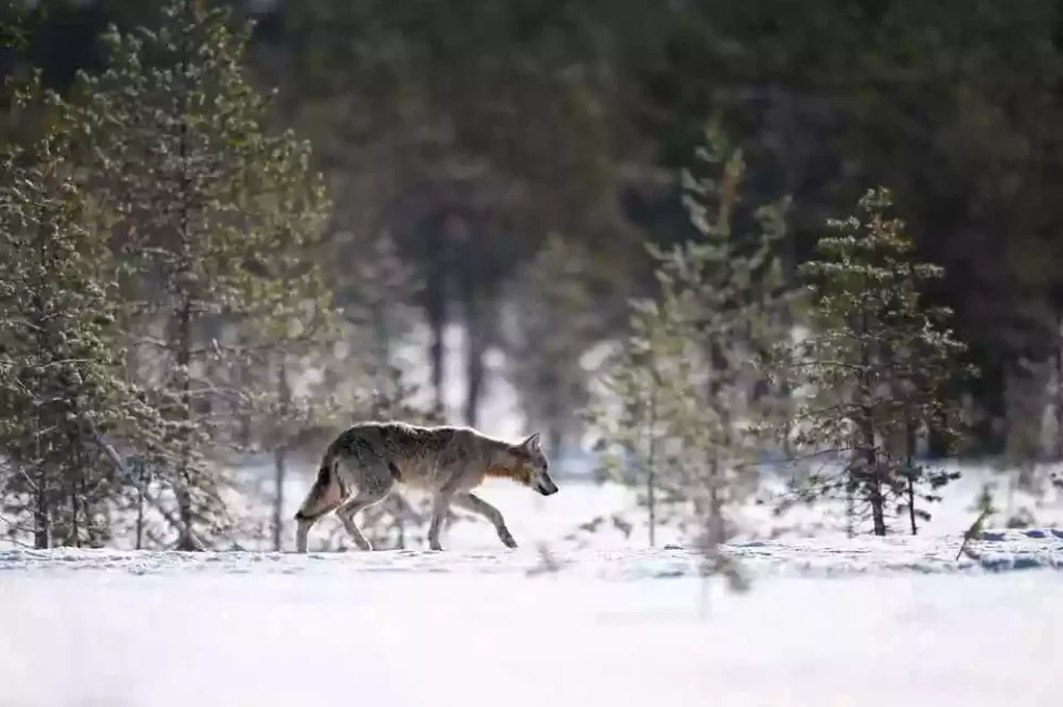 [Vidéo] 2 loups filmés sur une piste de ski à Avoriaz
