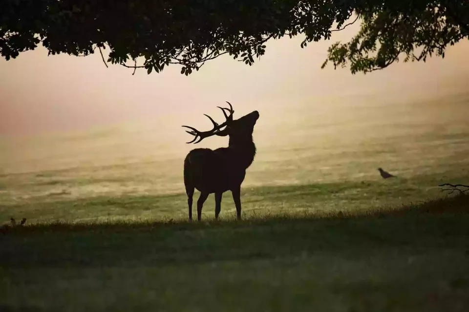 cerf