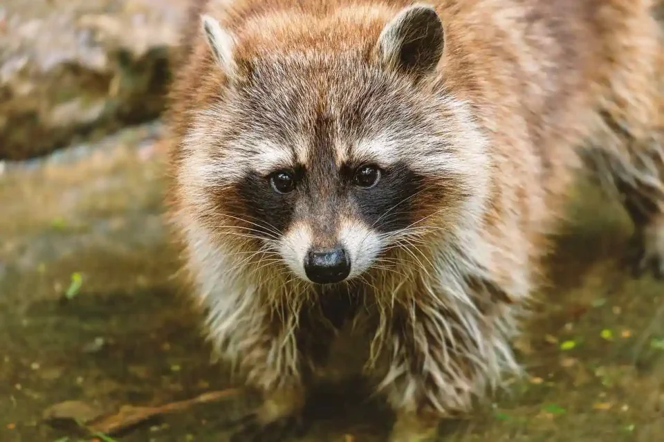 Piégeage du raton laveur en Belgique
