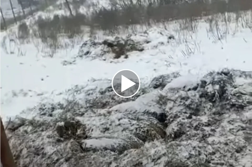 [Vidéo] Des sangliers invisibles sous la neige en Russie