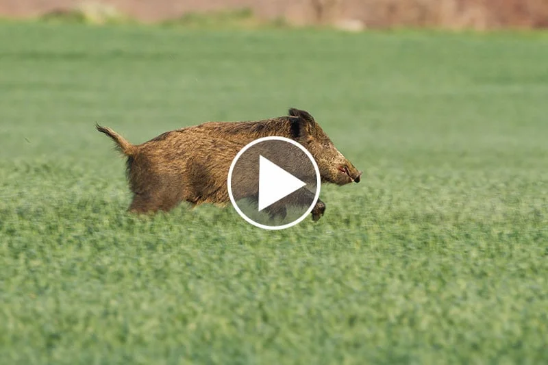 Vidéo : un sanglier blindé !