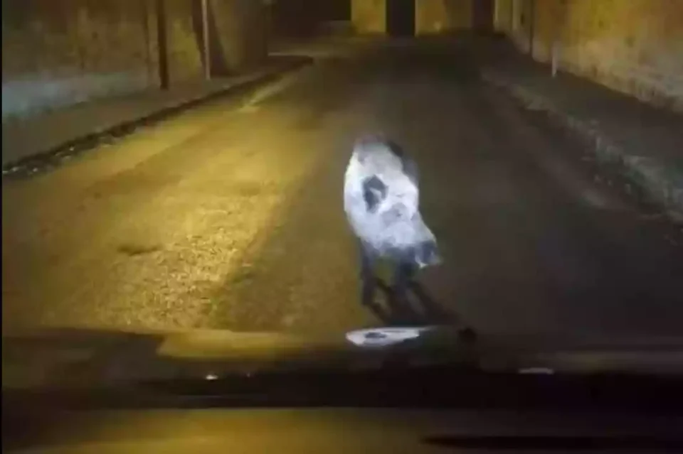 [Vidéo] Un sanglier refuse de laisser une voiture en pleine ville dans un village de l’Aisne