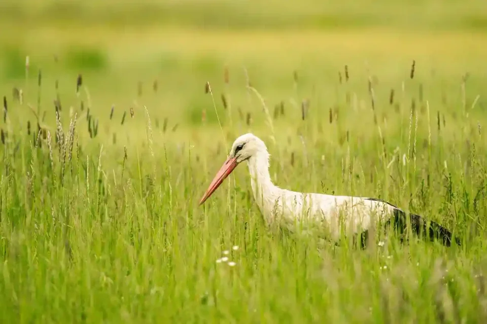 Cigogne