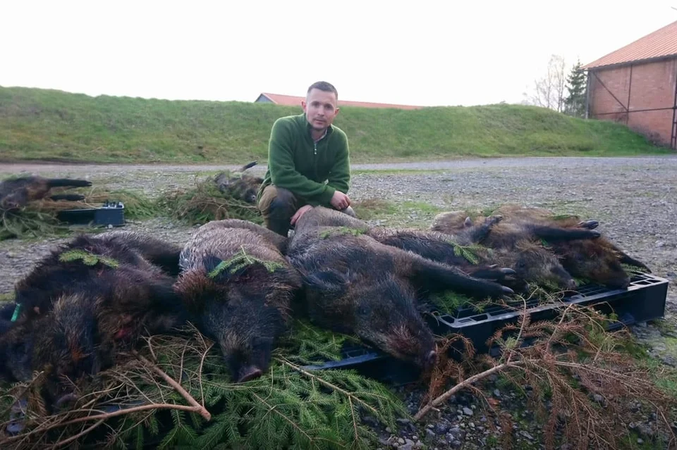 [Vidéos] 2 triplés de sangliers dans la même journée