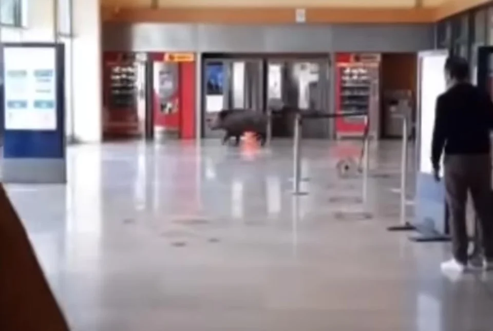[Vidéo] Un sanglier sème la panique en gare de Menton
