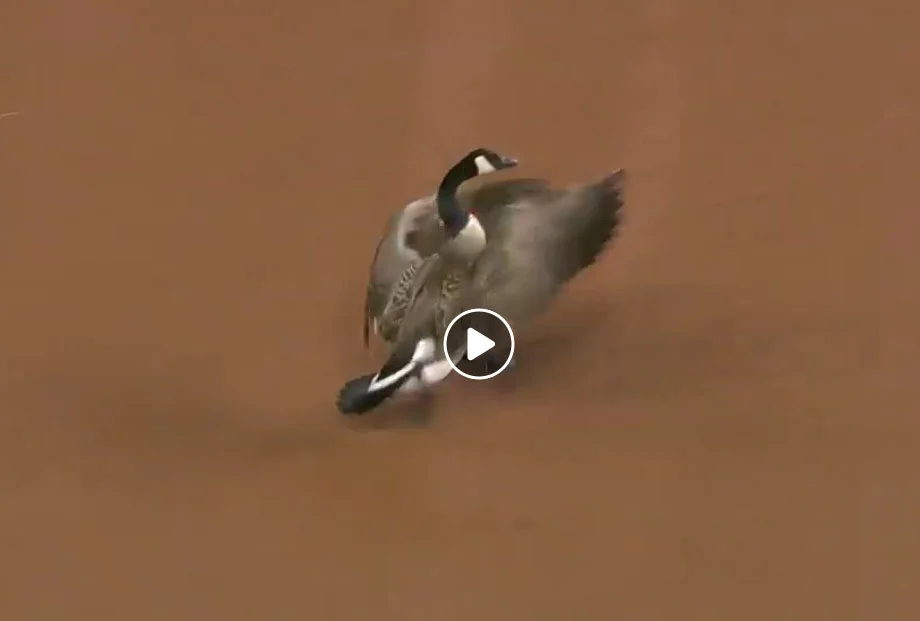 Vidéo : une bernache s’écrase dans un stade de baseball en direct aux USA