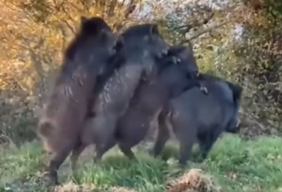 [Vidéo] Voilà pourquoi les sangliers sont si nombreux
