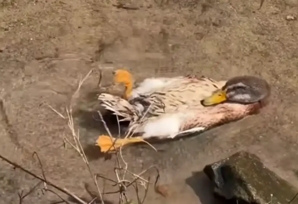 [Vidéo] Un canard au top de la cool attitude