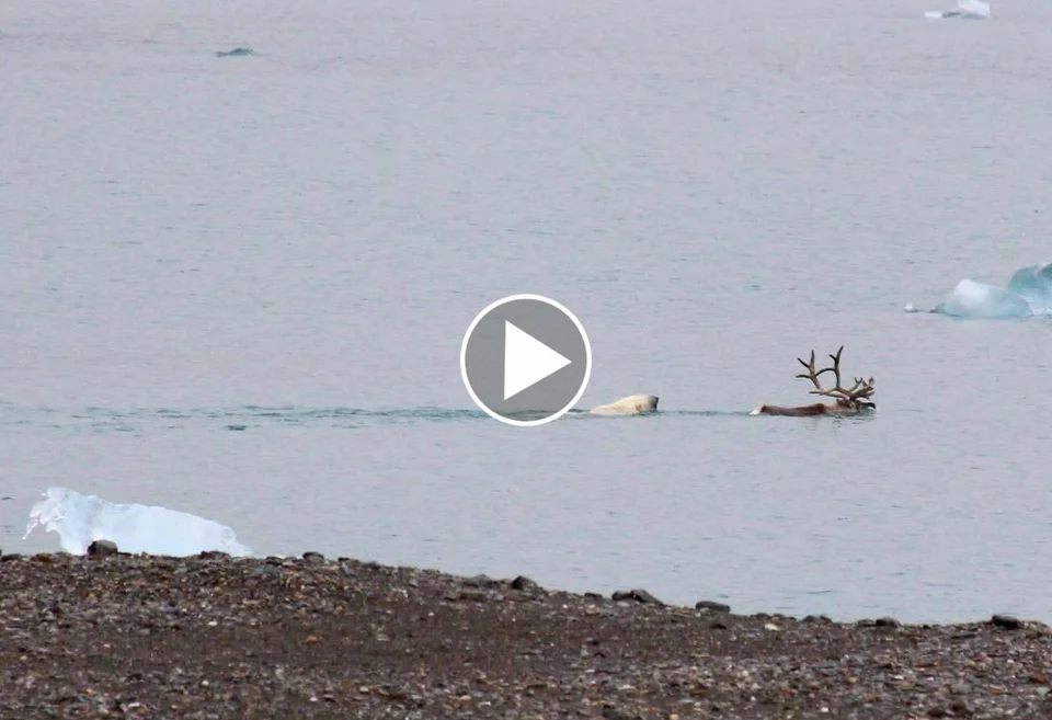 [Vidéo] un ours polaire pourchasse un renne à la nage