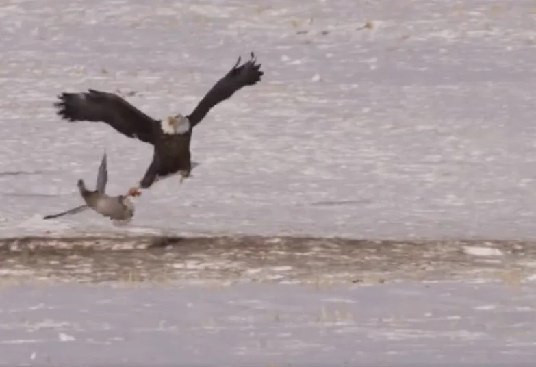 Vidéo : un pygargue chasse un canard en plein vol