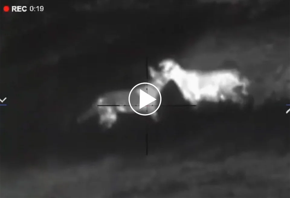 [Vidéo] Tir de nuit à la lunette thermique pour protéger les troupeaux de moutons.