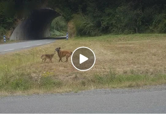 [Vidéo] Un renard galeux se bat avec un chien