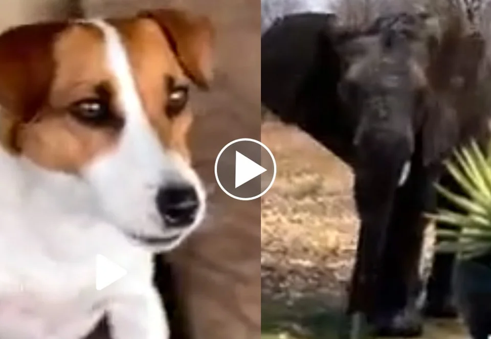 [Vidéo] Le Jack Russell qui défiait les éléphants